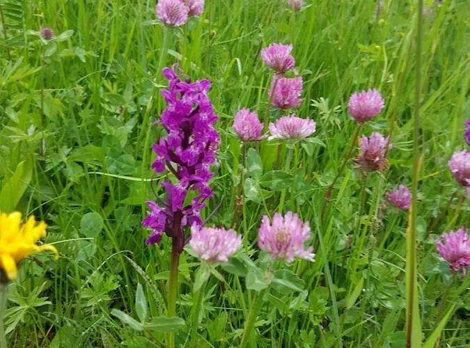 Appartamento Residenz Tirol *