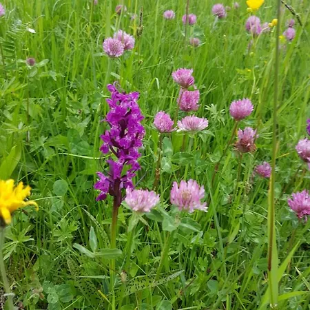 Lägenhet Residenz Tirol *